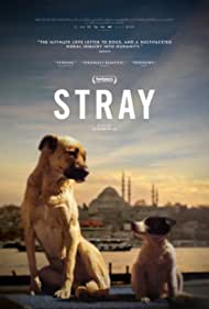 دانلود فیلم Stray سال 2020 - ولگرد