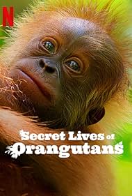 دانلود فیلم Secret Lives of Orangutans سال 2024 - رازهای زندگی اورانگوتانها
